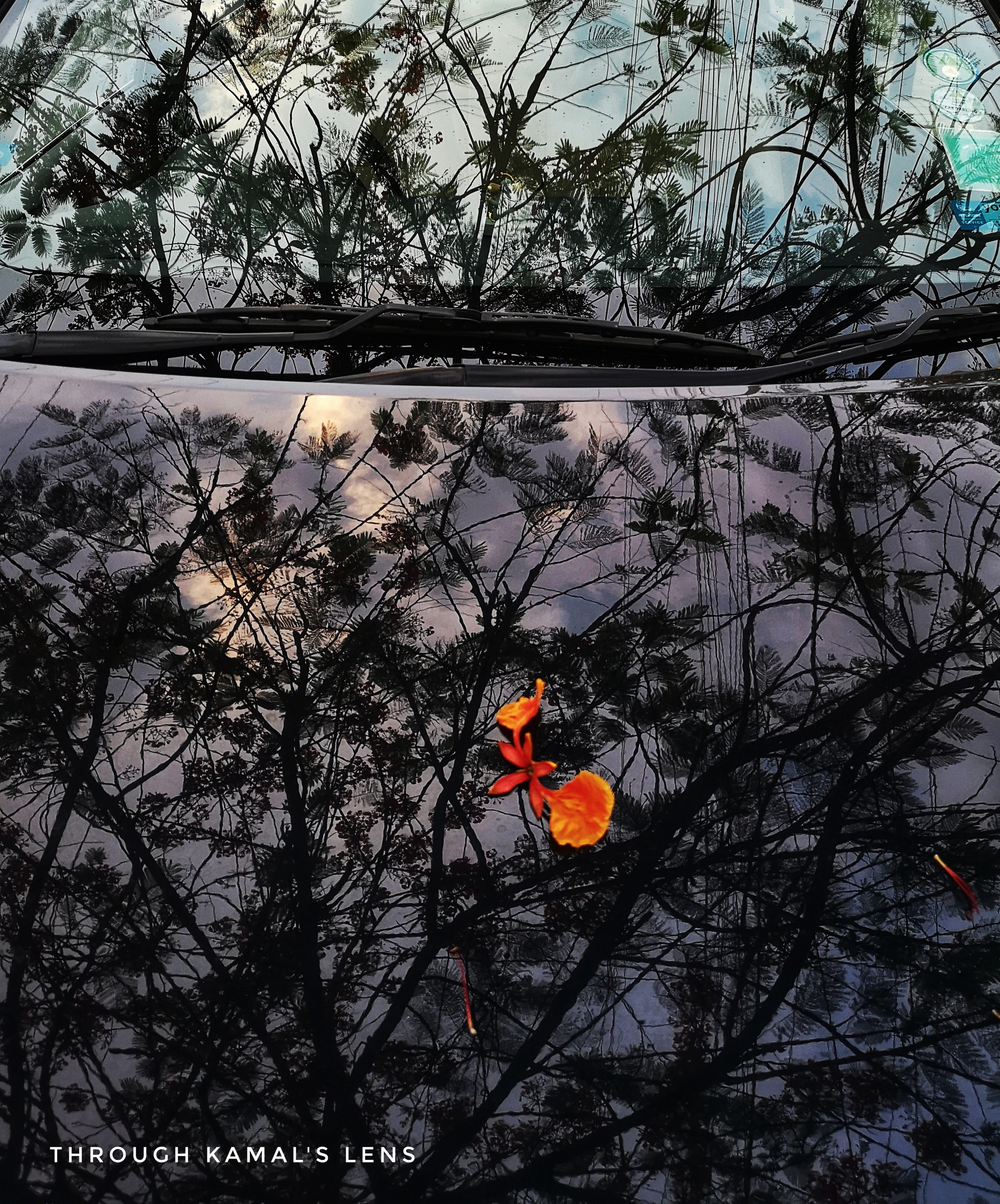 Summer Reflections